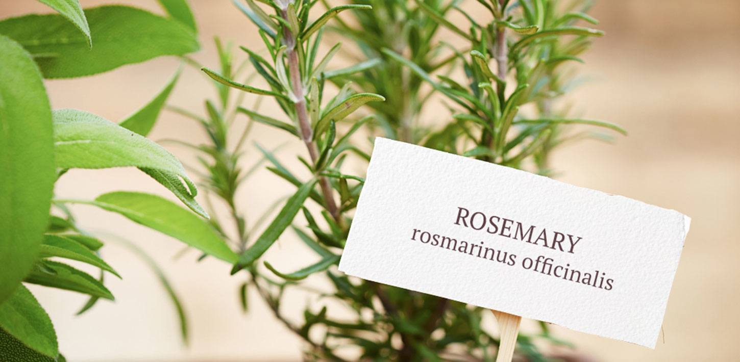 Garden Plant Labels